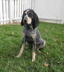 Blue tick hound puppy for sale. Bluetick Coonhound Complete Guide Info Pictures Care More Pet Keen