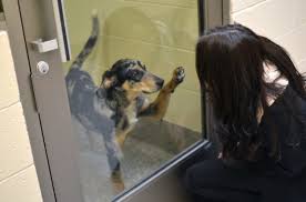 Cats and dogs are fostered by volunteers until there forever homes are found. Animal Shelters Adopt A Pet Michigan Humane