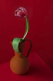 Flowers by anna buchanan michigan. Photography Now