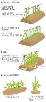 インゲンの育て方 栽培方法 失敗しない栽培レッスン 野菜の育て方 サカタのタネ 家庭菜園 園芸情報サイト 園芸通信 家庭園芸 栽培 園芸学