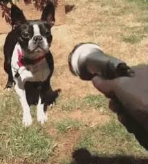 Not all water for dogs is created equal! Dog Water Hose Gifs Tenor
