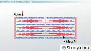 What Type Of Muscle Is Found In Your Digestive System Study Com