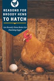 We've heard of different things people have tried to encourage broody behavior (sitting on eggs to hatch them), so in a recent survey, we asked our poultry advisory group which methods have worked. Your Broody Hen Should Hatch Chicks Here S Why