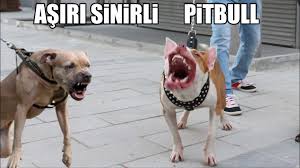 Asiri Sinirli Pitbull Yanina Kimseyi Yaklastirmiyor Pitbull Guard Aggressive Dog Youtube