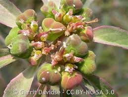 Image result for Euphorbia daviesii
