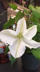 Luxury flowers with a freshness guarantee and free chocolates. Demers Garden Center Home Facebook