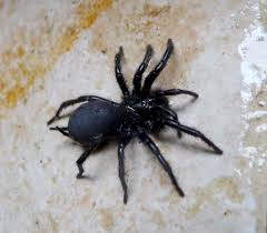Latrodectus, commonly known as black widow spider is the most deadly spider found in temperate regions all over the world. 10 Most Venomous Spiders In Australia Travel Earth
