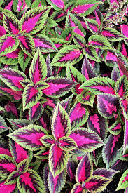 Image result for Coleus rhodesianum