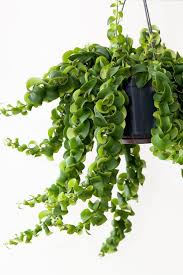 49 Best Hanging Plants In Home Decor Hanging Plants Home Decoration Spider Plant Furniture Balcony Window Balcony Dec Plants Hanging Plants Inside Plants