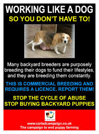 Backyard breeders is the term applied to those amateurs who are breeding and selling dogs without a plan. Backyard Breeder Buy Puppies Puppies Puppy Mills