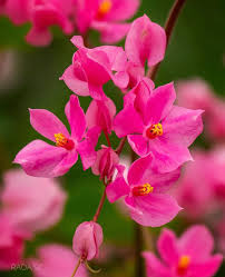 Image result for Bulbostylis hensii