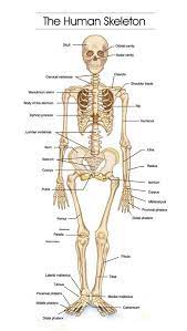 The human body is the structure of a human being. How Does The Body Work Abundant Wellness Net Human Bones Anatomy Human Body Bones Skeleton Anatomy
