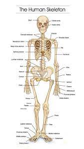 Bones are not inanimate rock like structures in the human body; How Does The Body Work Abundant Wellness Net Human Bones Anatomy Human Body Bones Skeleton Anatomy