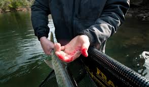 Maybe you would like to learn more about one of these? C R Tips Gear For Musky Other Toothy Critters Fly Fishing Gink And Gasoline How To Fly Fish Trout Fishing Fly Tying Fly Fishing Blog