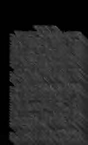 Image result for Nesaea passerinoides