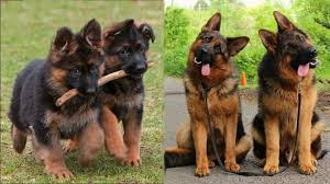 Search for pics of german shepherd puppies. Funny And Cute German Shepherd Puppies Compilation 1 Cutest Gsd Youtube