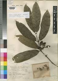 Image result for Oxyanthus speciosus