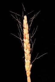 Image result for Ischaemum roseotomentosum