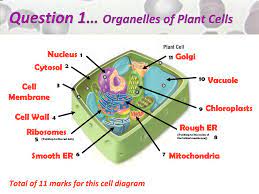 Maybe you would like to learn more about one of these? The Organelles Of Cells Ppt Download