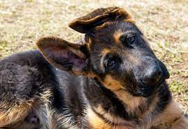 For black german shepherd lovers. Average Cost Of Buying A German Shepherd With 21 Examples Embora Pets