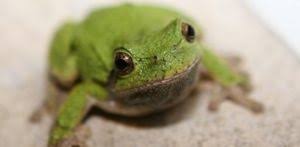 From wikipedia, the free encyclopedia. Gray Tree Frog Pet Care Sheet Amphibian Care