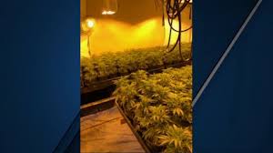 More wild edible plants in los angeles and surrounding areas. Visalia Police Seize 2 700 Pot Plants As Officers See Rise In Illegal Indoor Grows Abc30 Fresno
