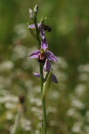 Image result for Neobolusia ciliata