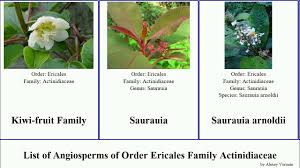 Image result for Actinidiaceae