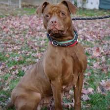 Maybe you would like to learn more about one of these? Meet Melanie From Five Acres Animal Shelter