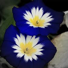 It has been pinned over 1200 times on pinterest so it is a popular item. 25 Most Beautiful Blue Flowers