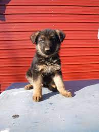 Check spelling or type a new query. German Shepherd Puppies For Sale In Northern California