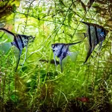 Maybe you would like to learn more about one of these? 5 Best Live Plants For Angelfish Aquariums
