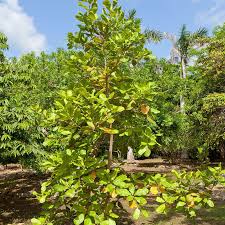 Image result for Anacardium occidentale