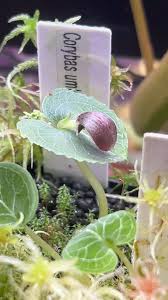 Image result for Microcoelia exilis