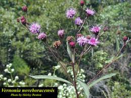 Image result for Vernonia natalensis