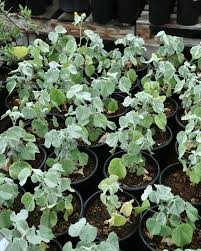 Image result for Abutilon grantii