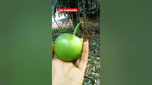 jarige Puli fruit #shorts #viral #fresh fruit