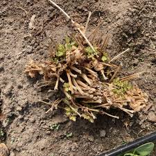 Revamping Caterpillar Tunnel Design for Strength