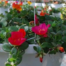 Image result for Portulaca foliosa