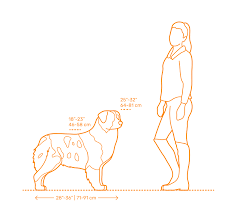 Australian Shepherd Dimensions Drawings Dimensions Com