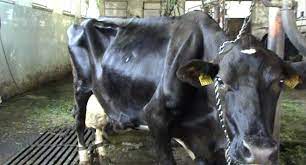 About Dairy Cows Compassion In World Farming