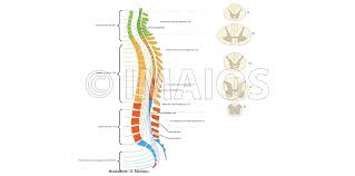 Below we can see a function that creates earlier releases of backbone contained something called backbone.controller, but it was. Anatomy Of The Spinal Cord