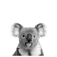Black And White Animal Prints Australia Oh Hi Koala Photographic Art Print Temple Webster Koala Drawing Animal Posters Baby Animal Prints