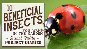 Bugfiles continues to grow through the collaborative efforts of 2,985 gardeners from around the world. 10 Beneficial Insects You Want In The Garden Insect Guide Youtube
