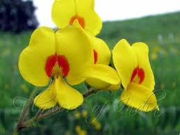 Image result for Smithia erubescens