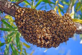 Check spelling or type a new query. Bee Removal Paseo Del Norte Beekeepers Association