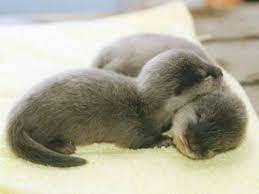 Not Navy Seals Baby Seals Mibrowny Cute Animals Cute Baby Animals Cute Animal Photos