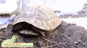 Aber der mensch brauche keinen winterschlaf. Wenn Eine Schildkrote Stirbt Tod Erkennen Sektion Beerdigung Kremieren Youtube