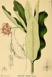 Image result for Asclepias buchwaldii