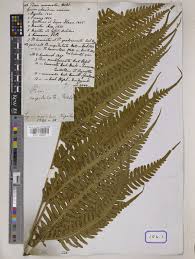Image result for Pteris linearis